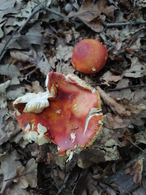 Russula aurea