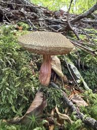 Xerocomellus chrysenteron