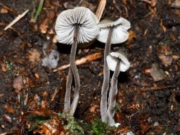 Mycena amicta