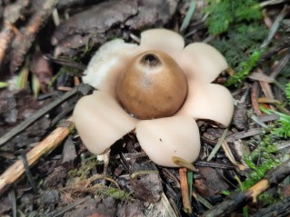 Geastrum fimbriatum