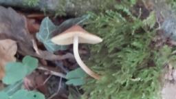 Conocybe macrocephala