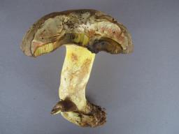 Butyriboletus roseogriseus