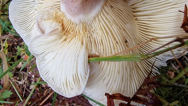 Tricholomopsis rutilans