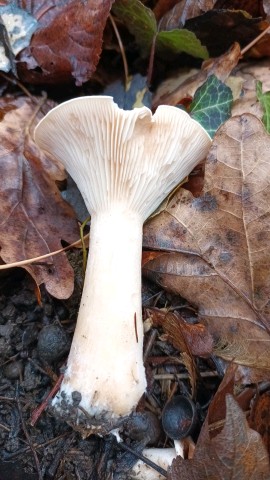 Infundibulicybe geotropa