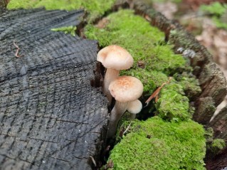 Neolentinus lepideus