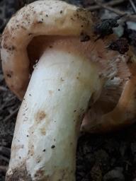 Lactifluus glaucescens