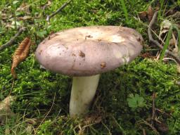 Russula cyanoxantha