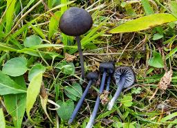 Entoloma chalybeum