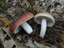 Russula vesca