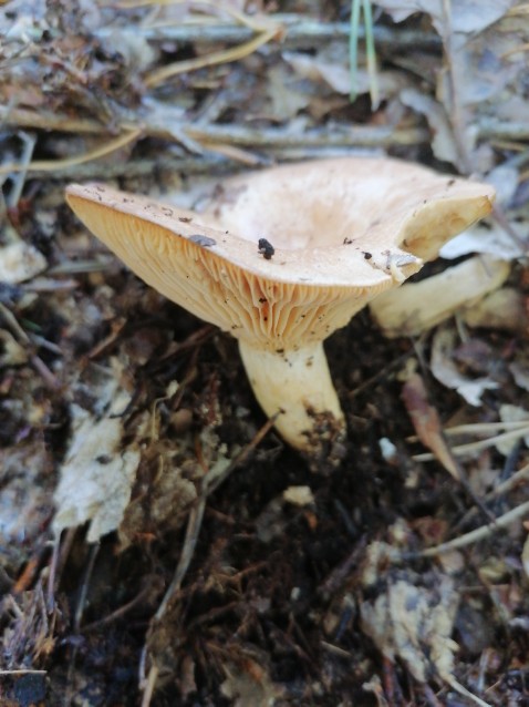 Lactarius illyricus