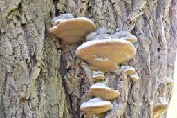 Phellinus igniarius