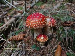Amanita muscaria