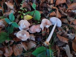 Mycena rosea