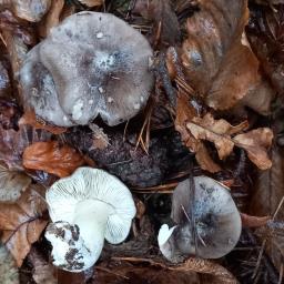 Tricholoma portentosum