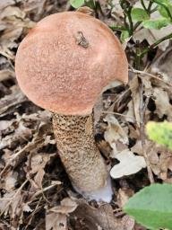 Leccinum quercinum