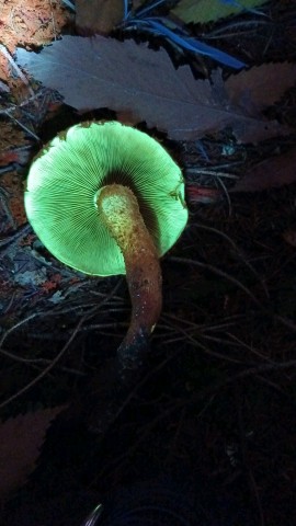 Pholiota squarrosa