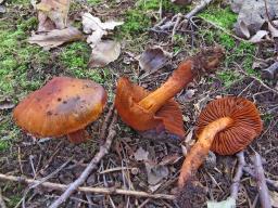 Cortinarius cinnabarinus