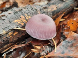 Mycena pura