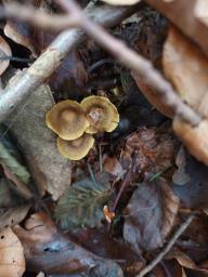 Cortinarius olivaceofuscus