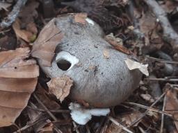 Hygrophorus marzuolus