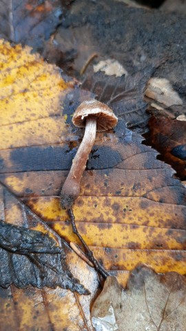 Cortinarius flexipes