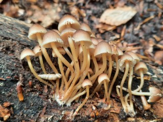 Mycena renati