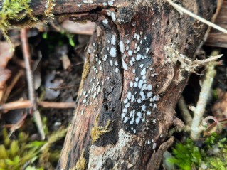 Propolis farinosa