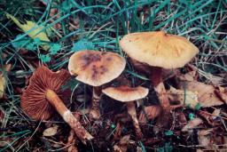 Cortinarius hinnuleus