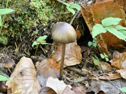 Entoloma hirtipes