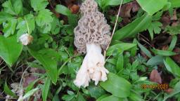 Morchella vulgaris