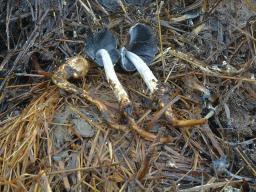 Coprinopsis macrocephala