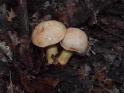 Aureoboletus gentilis