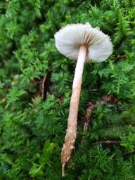 Lepiota castanea