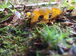 Leotia lubrica