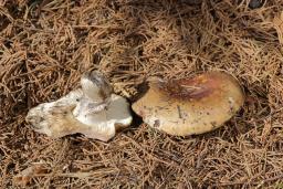 Russula adusta