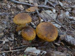 Cortinarius saginus