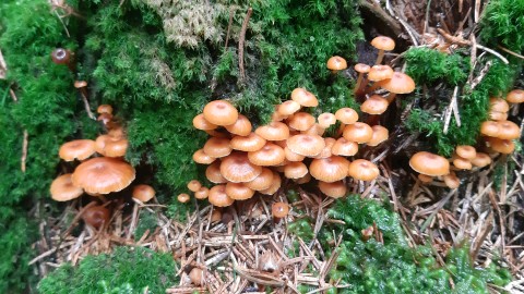 Xeromphalina campanella