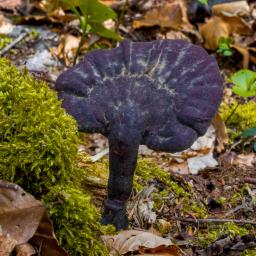 Ganoderma carnosum