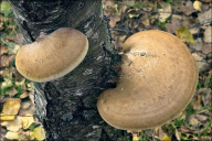 Fomitopsis betulina