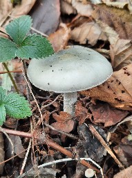 Stropharia aeruginosa