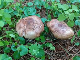 Tricholoma cedretorum