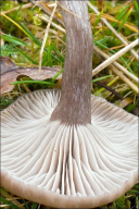 Pseudoclitocybe expallens