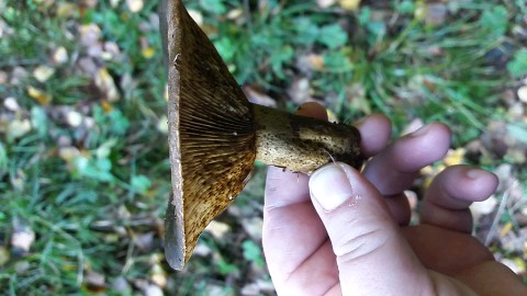 Lactarius turpis