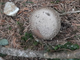 Amanita rubescens