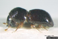 Xylosandrus germanus