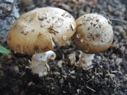 Amanita subfraudulenta