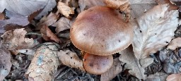 Tricholoma pessundatum