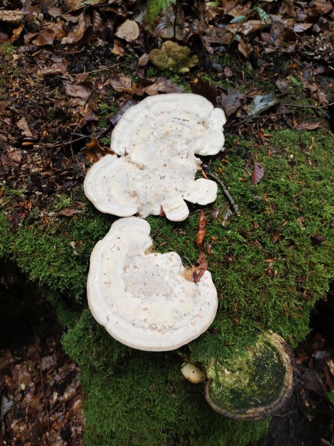 Trametes hirsuta