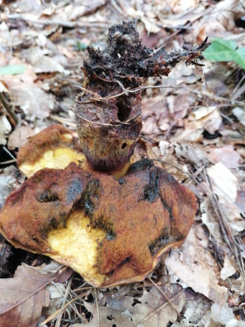 Neoboletus erythropus