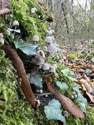 Coprinellus disseminatus